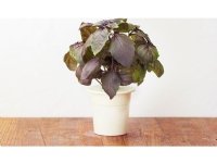 Click &amp  Grow siemenet smart pottiin - Violet Basilika, 3kpl.
