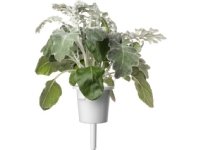 Click &amp  Grow siemenet smart pottiin - Dusty Miller, 3 kpl.
