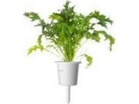 Click Grow Click &amp  Grow Smart Refill Mizuna 3kpl