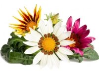 Click And Grow Click &amp  Grow siemenet Smart Pot - Gazania, 3 kpl.