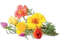 Click and Grow 3 kpl täydennystä - portulacan kukkasiemeniä