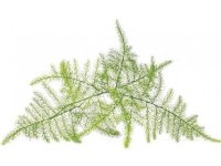 Click &amp  Grow siemenet Smart Pot -parsa (SGR80X3) 3kpl.