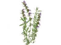 Click Grow Click &amp  Grow Smart Garden täyttölaite Hyssop 3 kpl