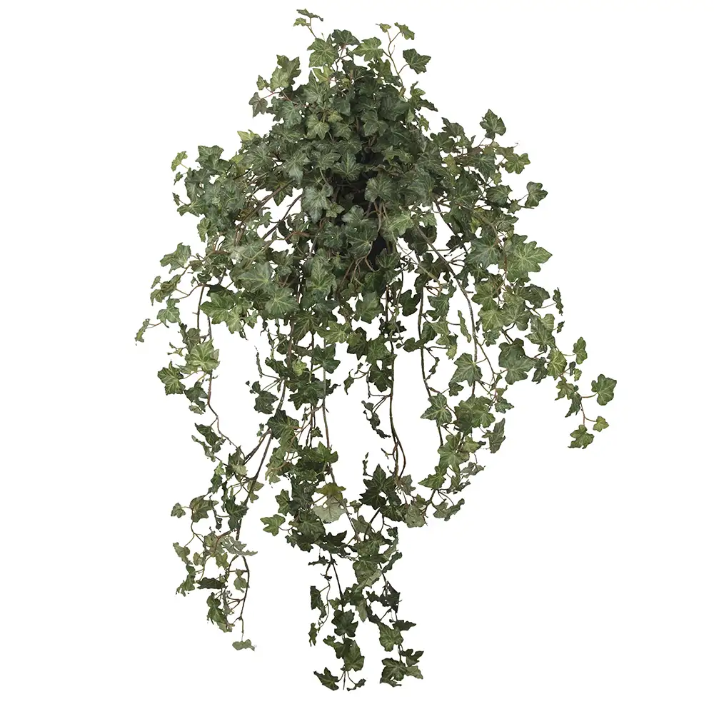 Mr Plant, Murgröna 85 cm