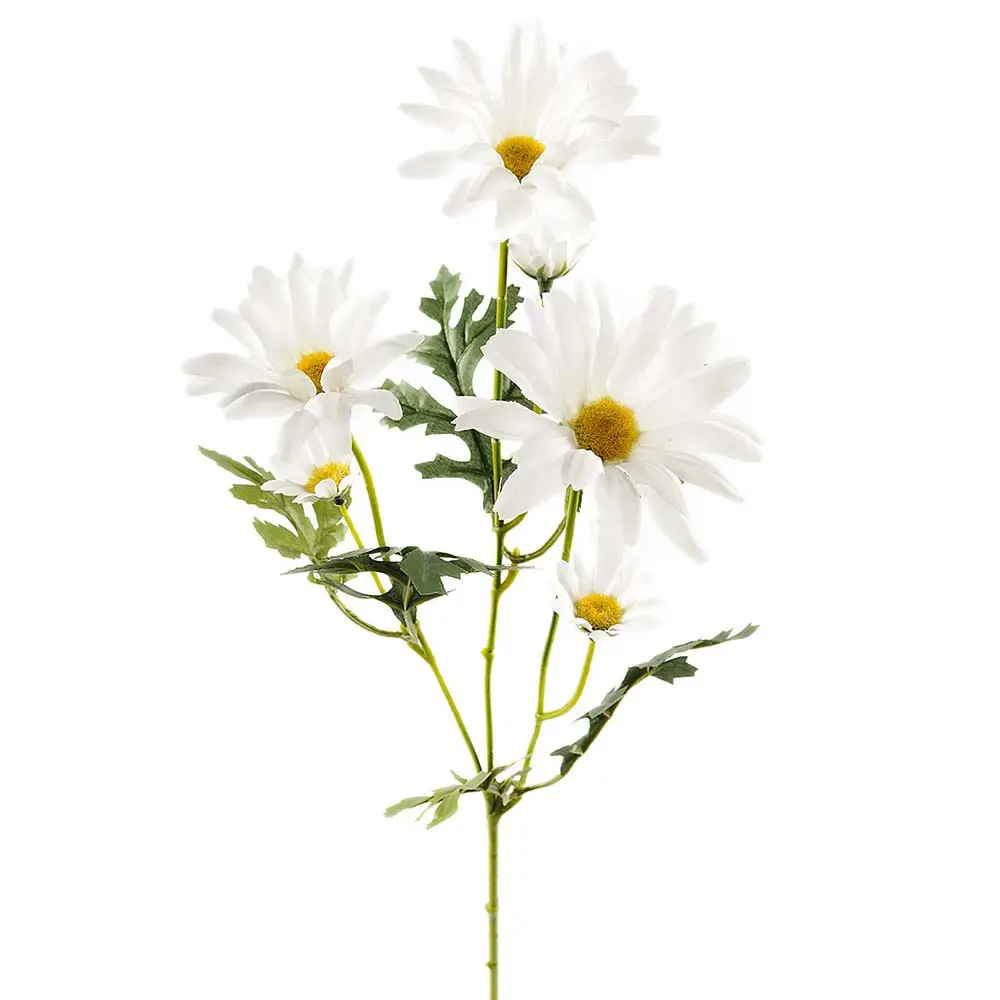 Mr Plant, Prästkrage Snittblomma 50 cm Vit