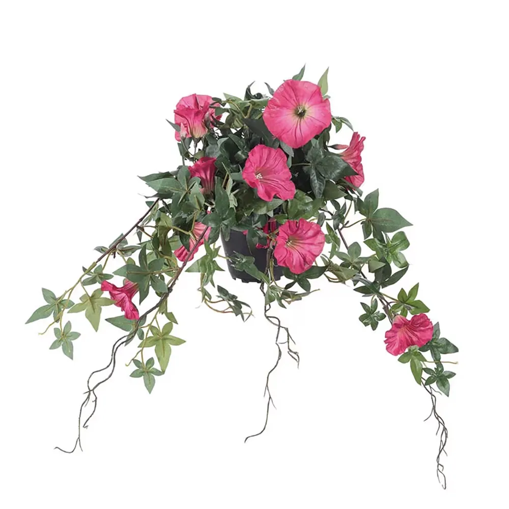 Mr Plant, Blomman för dagen Rosa