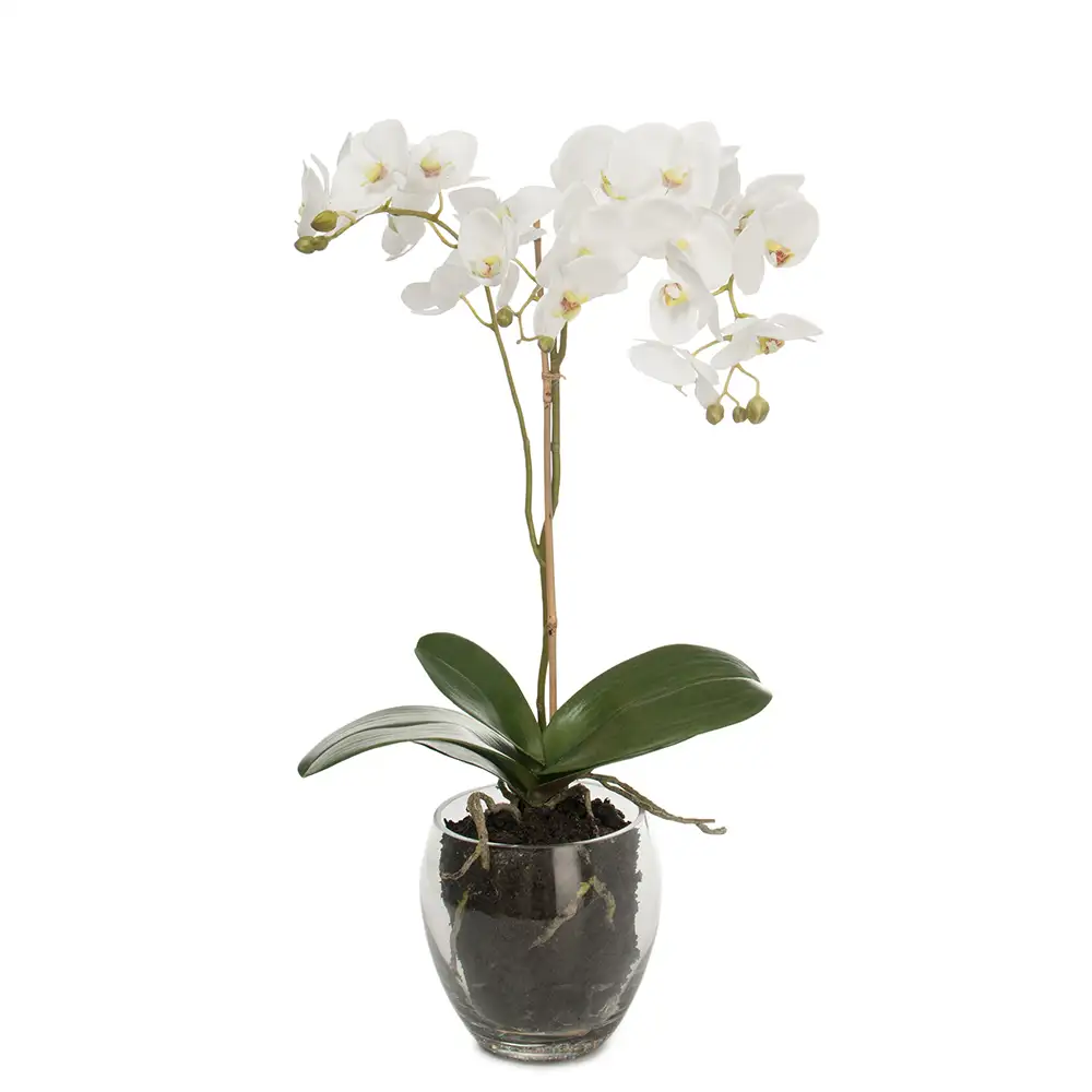 Mr Plant, Phalaenopsis Orkidée 65 cm Vit