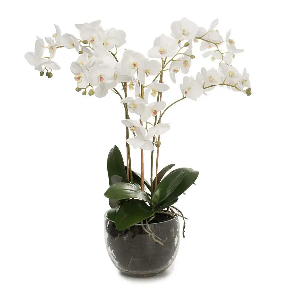Mr Plant, Phalaenopsis Orkidée 70 cm Vit