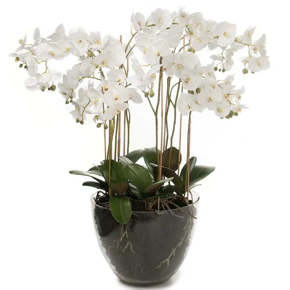 Mr Plant, Phalaenopsis Orkidée 90 cm Vit