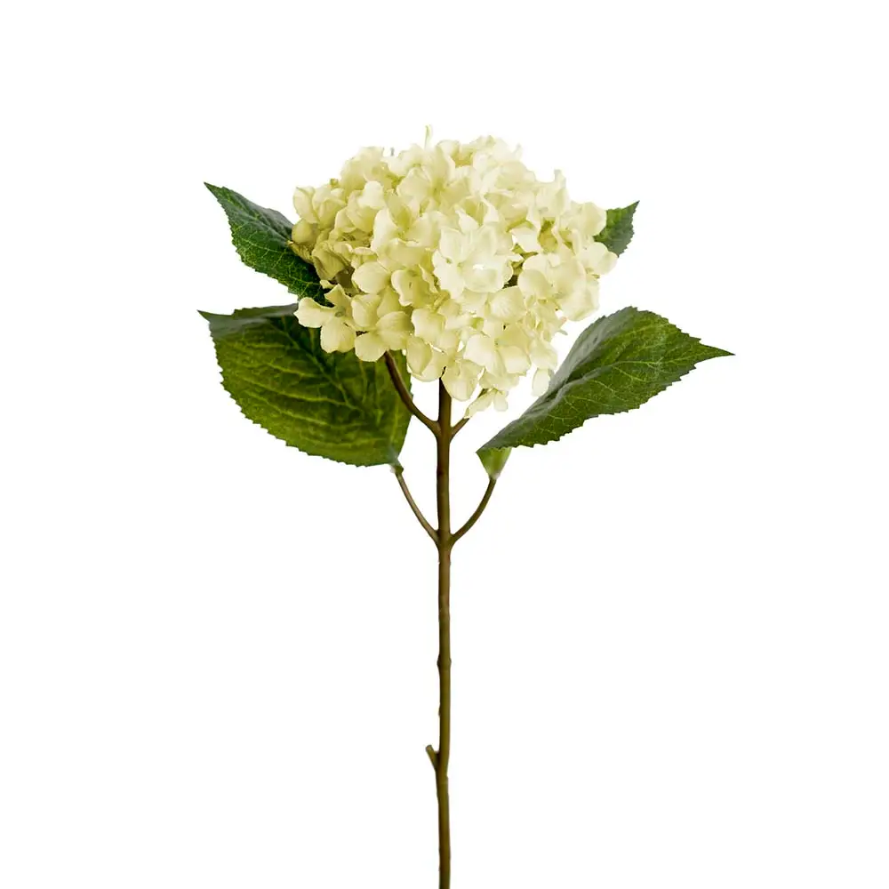 Mr Plant, Hortensia 40 cm vit