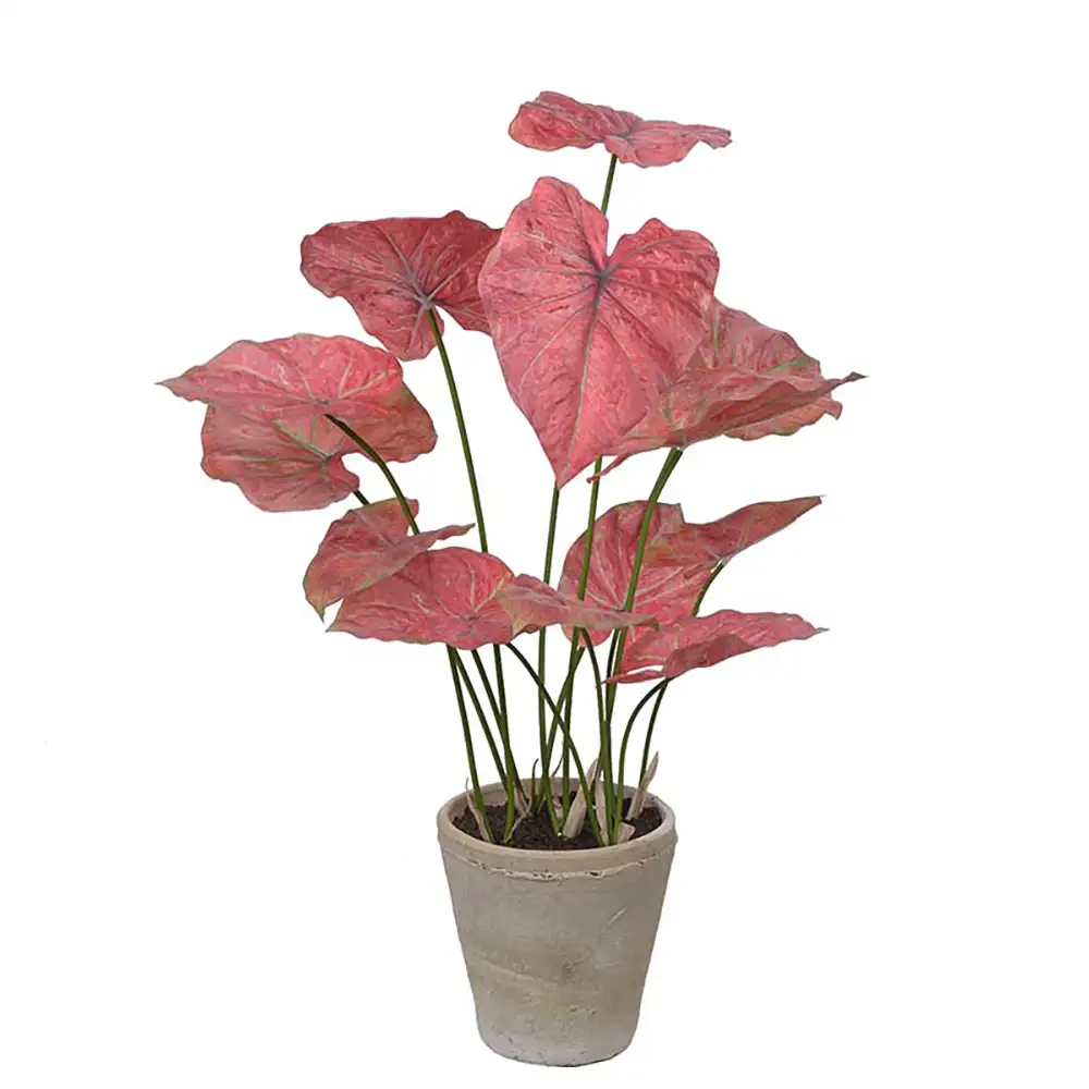 Mr Plant, Caladium Krukväxt 80 cm Rosa