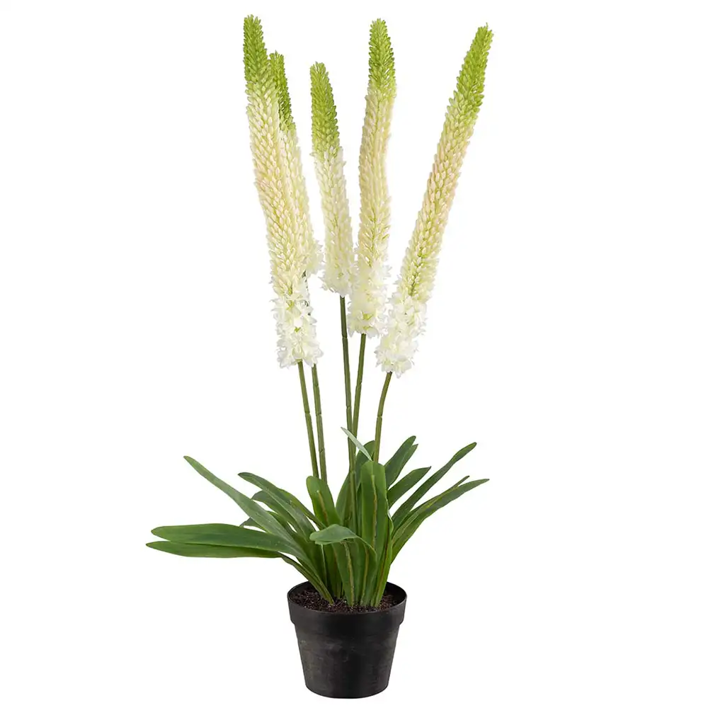 Mr Plant, Stäpplilja Krukväxt 95 cm Vit