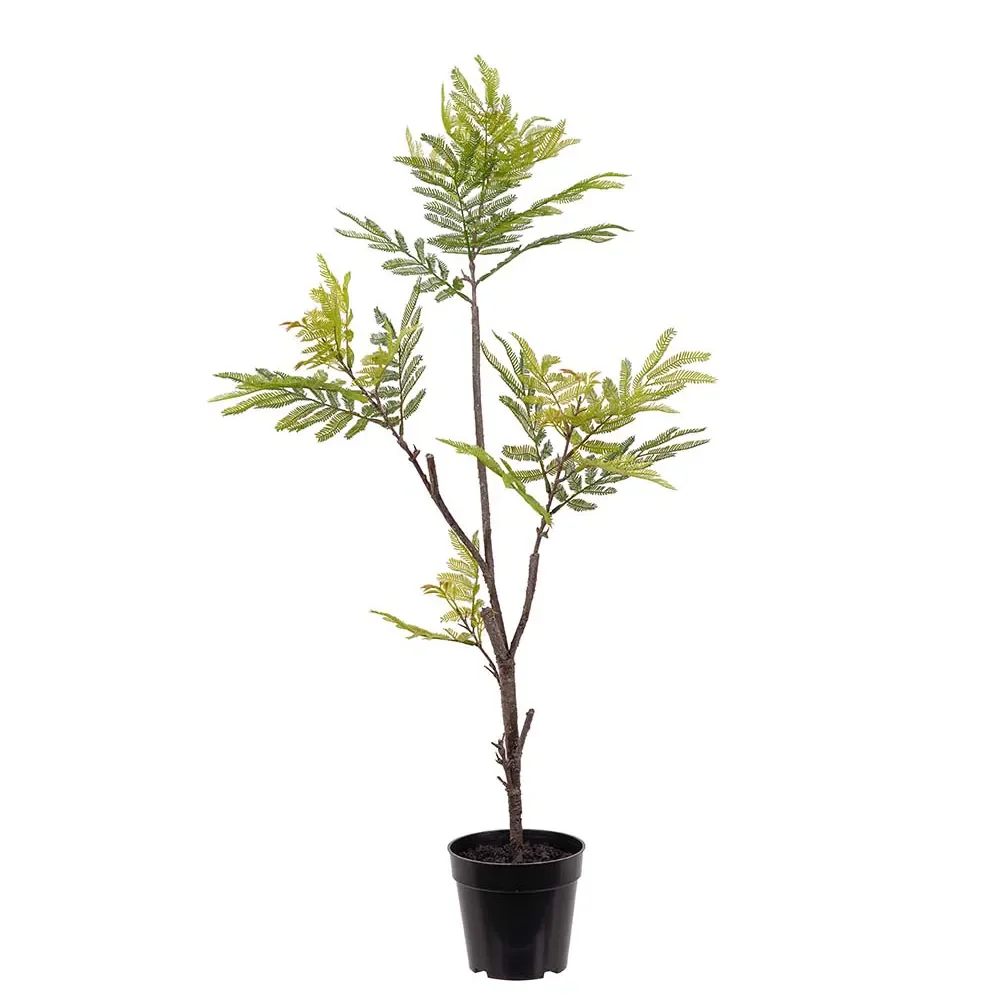 Mr Plant, Pithecellobium Krukväxt 95 cm