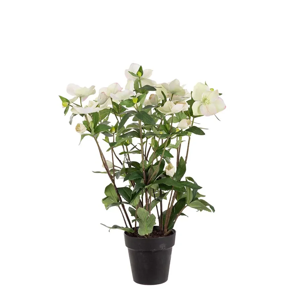 Mr Plant, Helleborus i kruka 55 cm vit