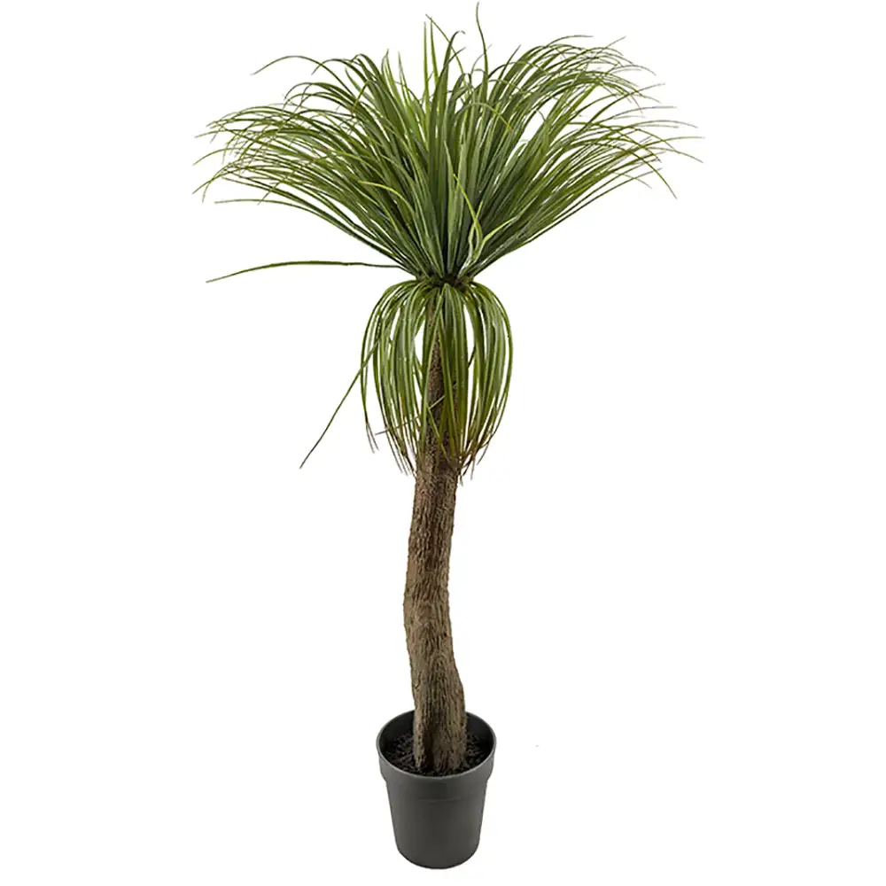 Mr Plant, Flaskliljaträd 130 cm
