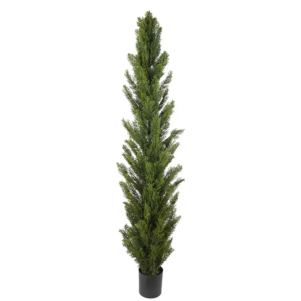 Mr Plant, Cypressträd 120 cm