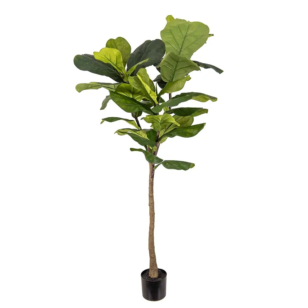 Mr Plant, Fiolfikus kruka 150 cm