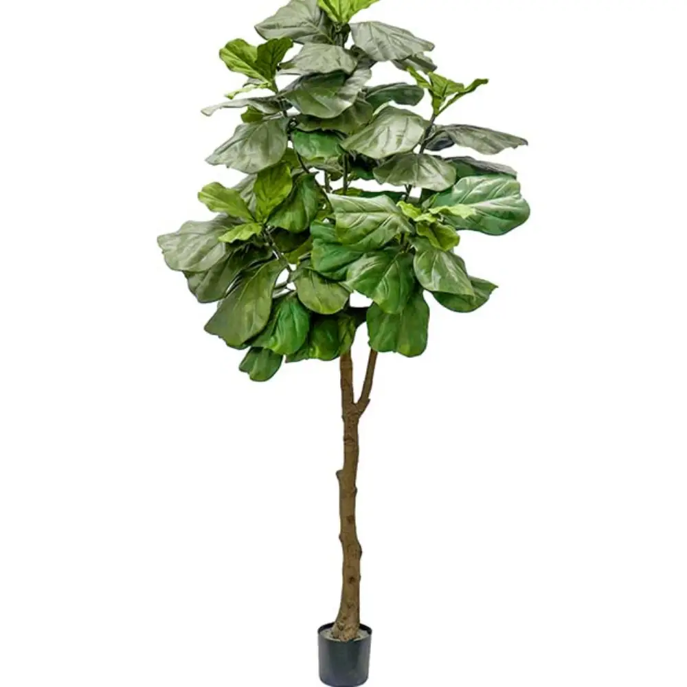 Mr Plant, Fiolfikus kruka 240 cm
