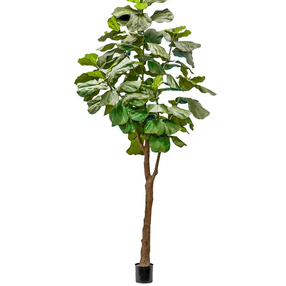 Mr Plant, Fiolfikus kruka 300 cm