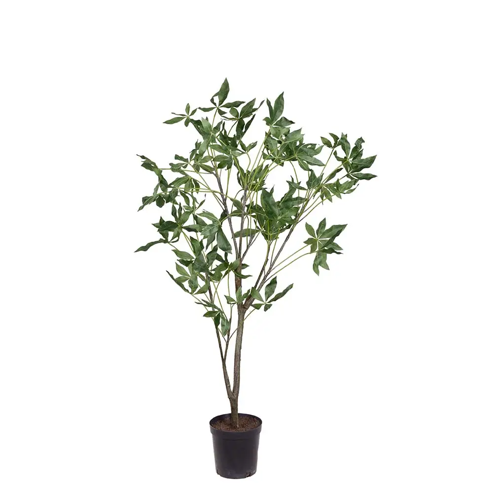 Mr Plant, Pachiraträd i kruka 140 cm