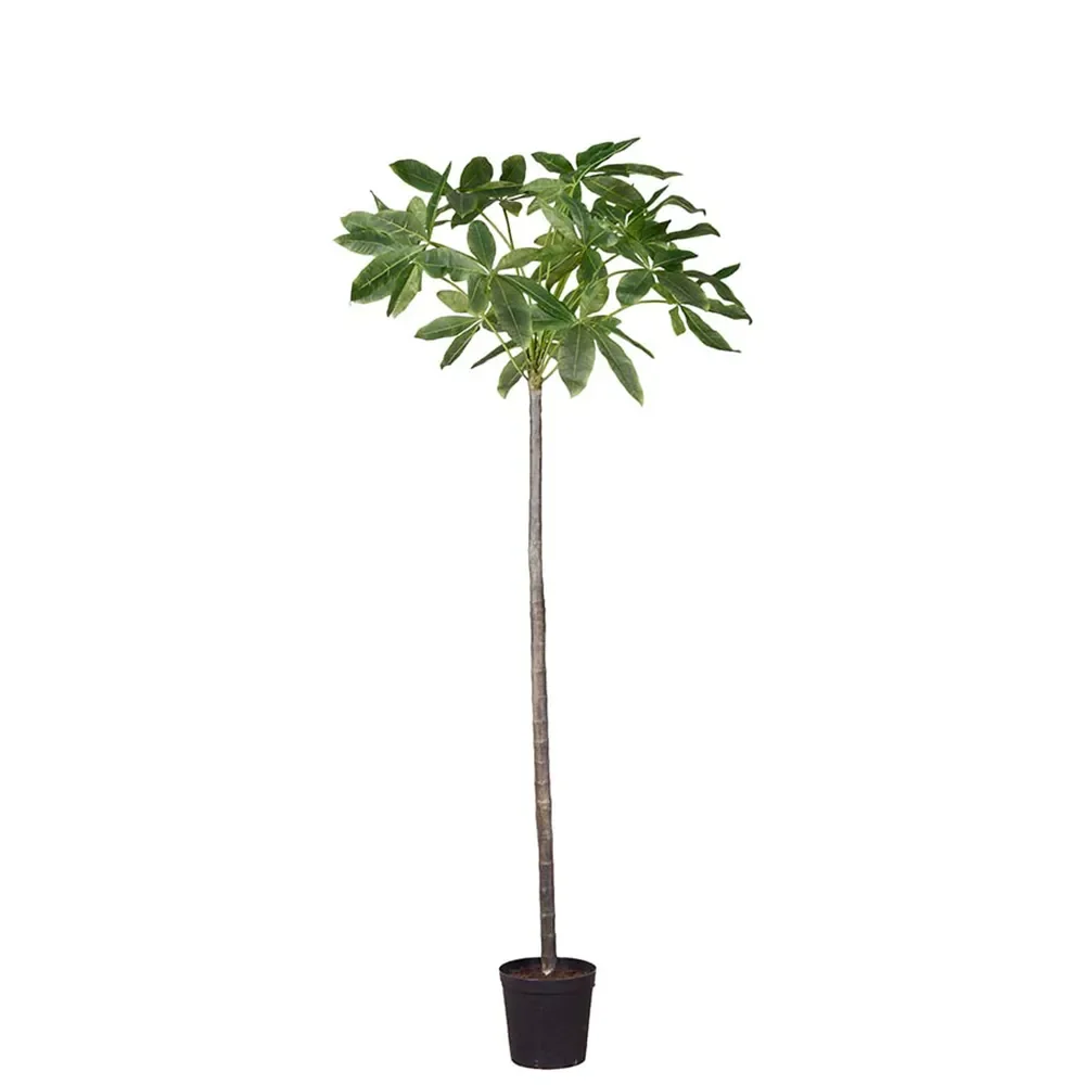Mr Plant, Pachiraträd i kruka 240 cm