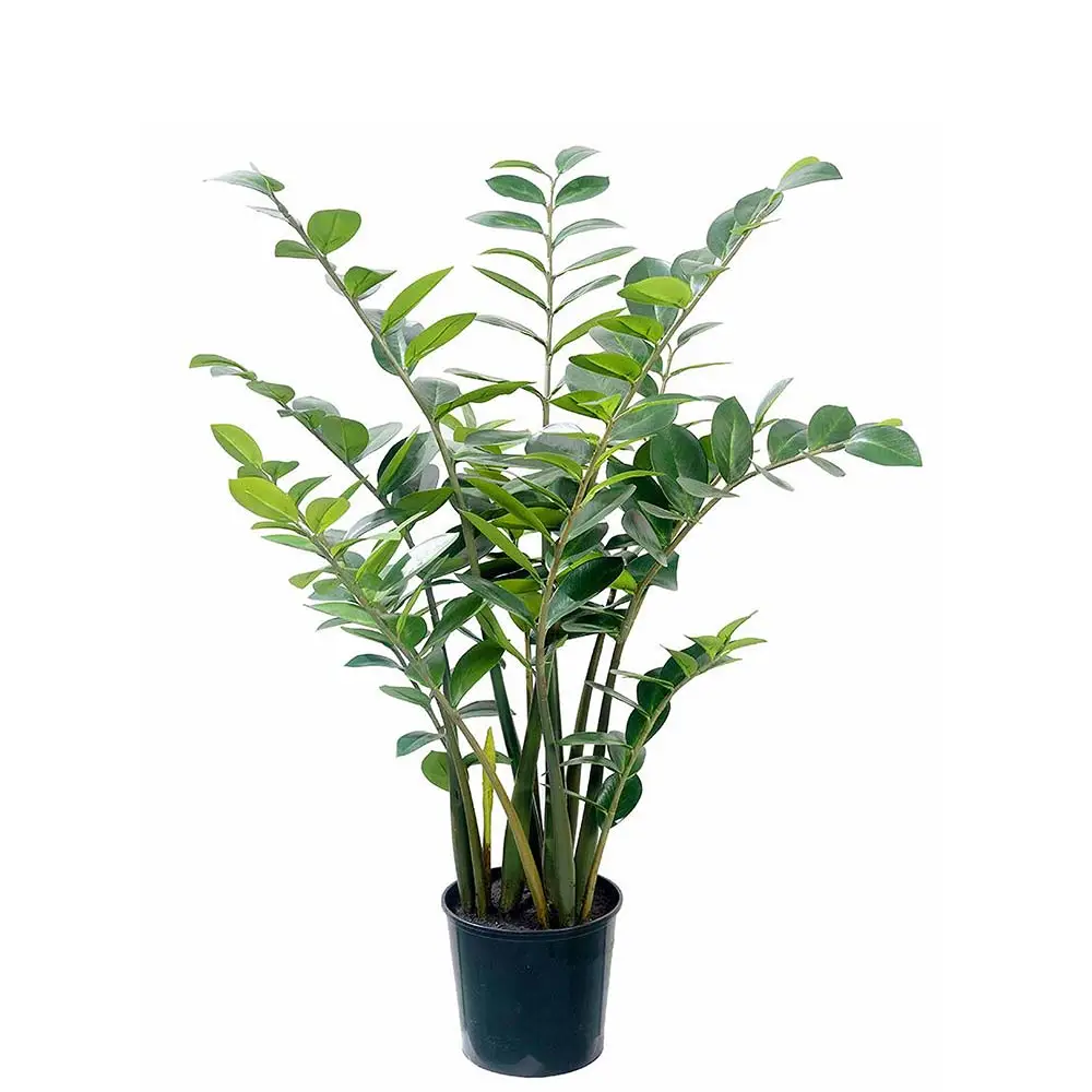 Mr Plant, Zamifolia i kruka 130 cm
