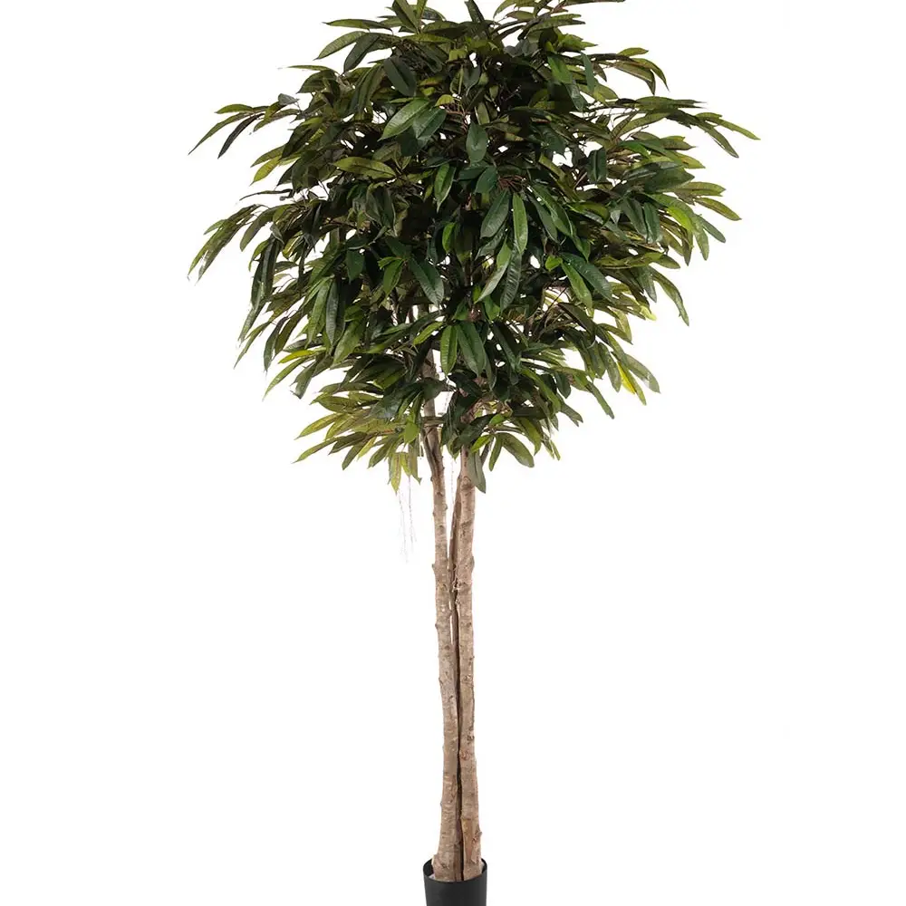 Mr Plant, Longifoliaträd 260 cm