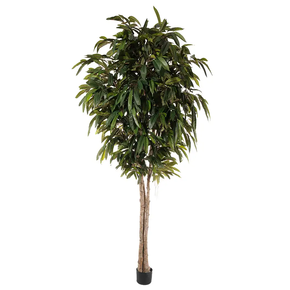 Mr Plant, Longifoliaträd 320 cm