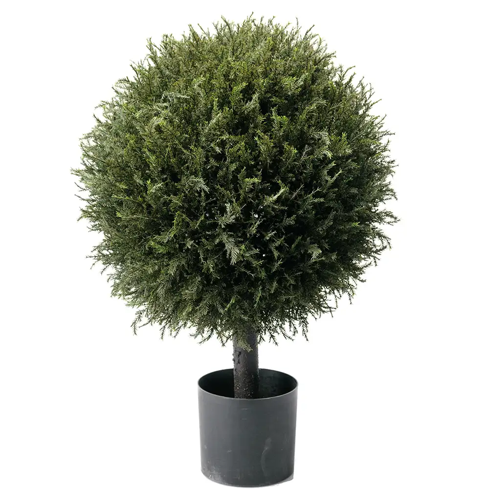 Mr Plant, Enträd 70 cm