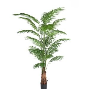Mr Plant, Areca Palm 240 cm