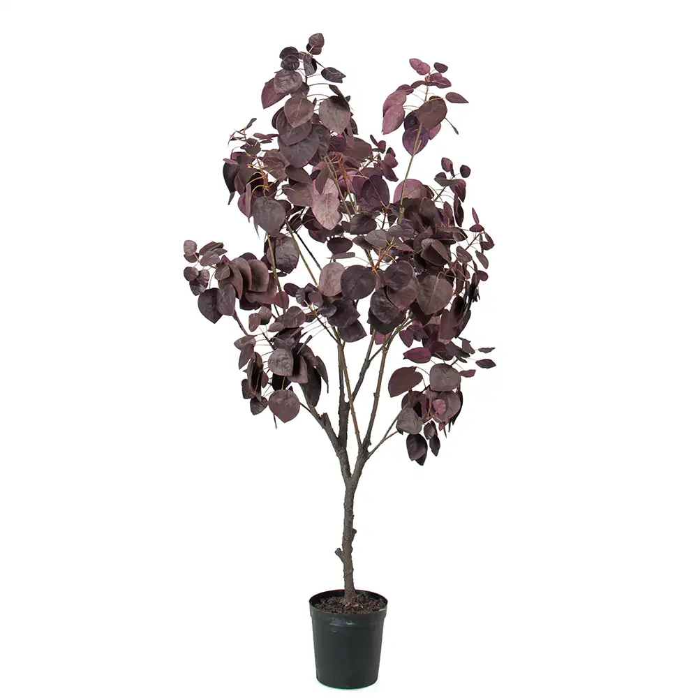 Mr Plant, Cotinusträd 140 cm