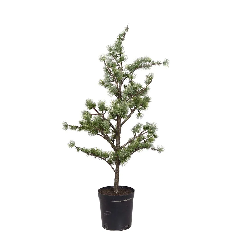 Mr Plant, Cederträd i kruka 80 cm