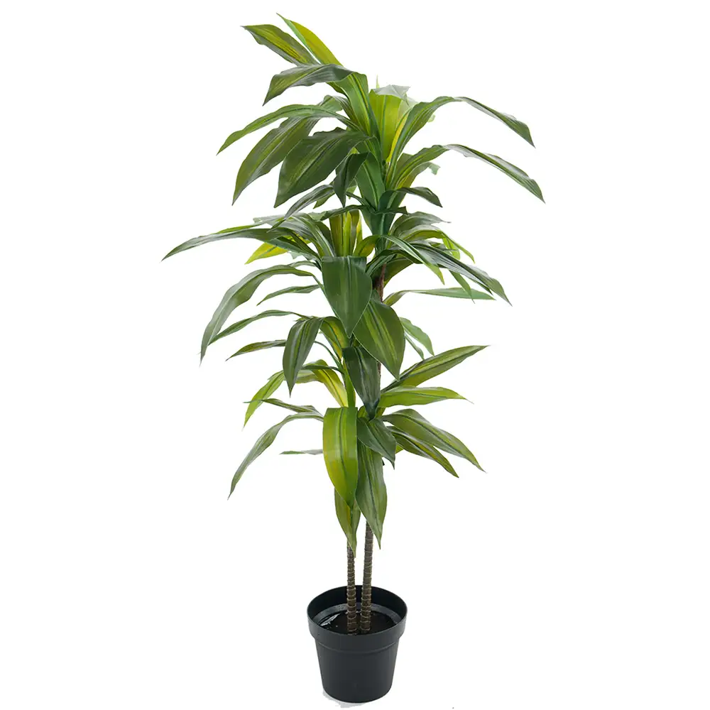 Mr Plant, Dracenaträd 100 cm