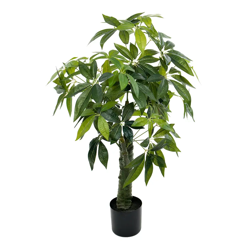 Mr Plant, Pachiraträd 120 cm