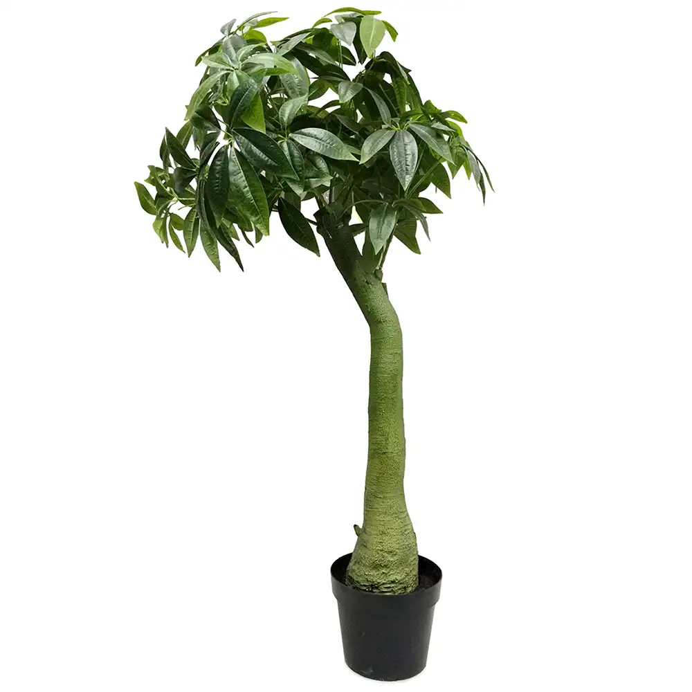 Mr Plant, Pachiraträd 160 cm