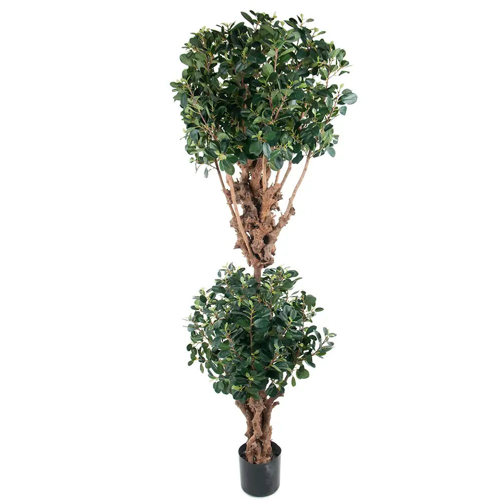 Mr Plant, Fikus Panda 180 cm