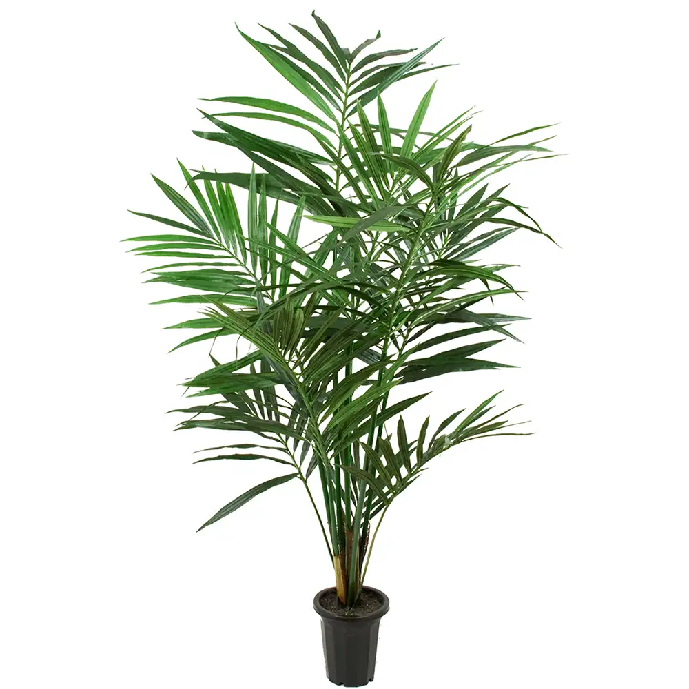 Mr Plant, Kentia Palm 120 cm