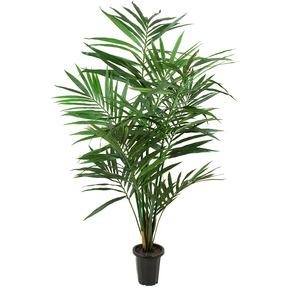 Mr Plant, Kentia Palm 180 cm