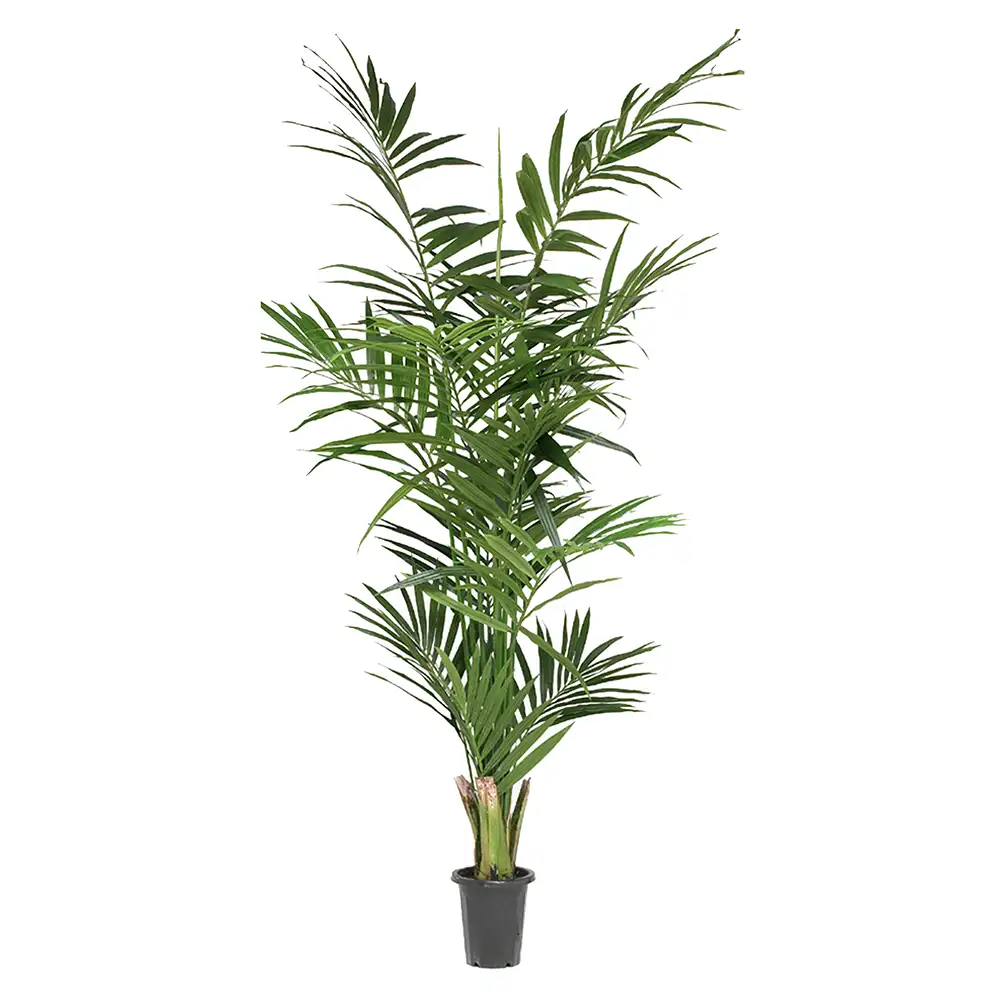 Mr Plant, Kentia palm 240 cm