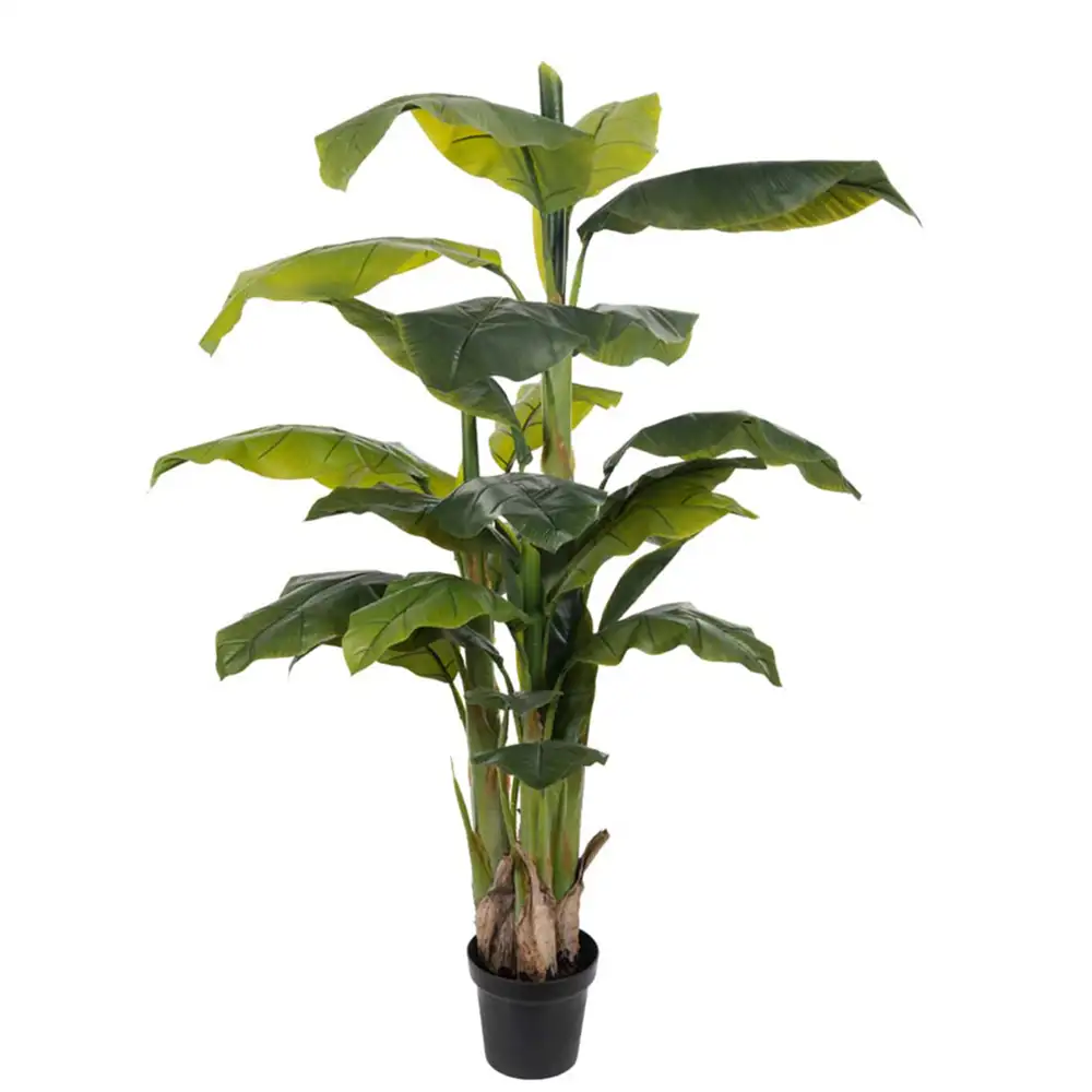 Mr Plant, Bananträd 150 cm