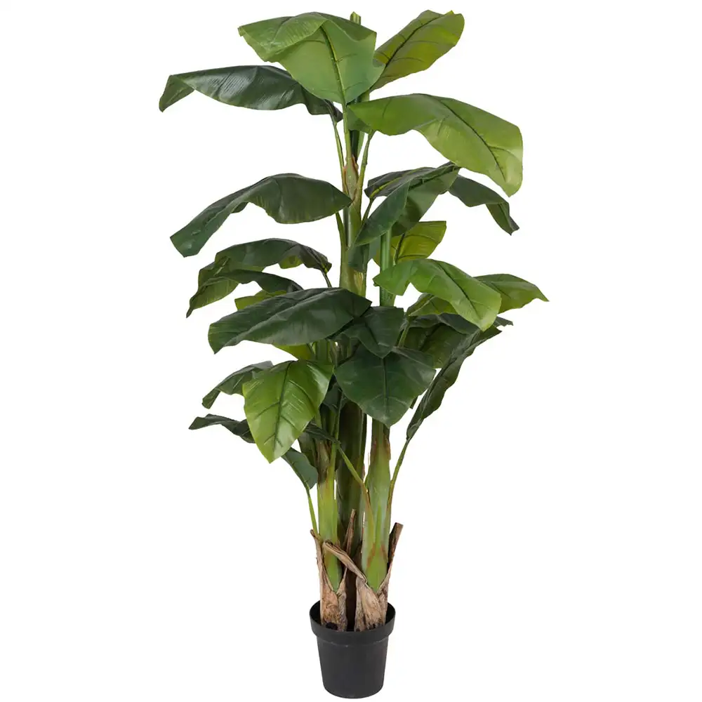 Mr Plant, Bananträd 240 cm