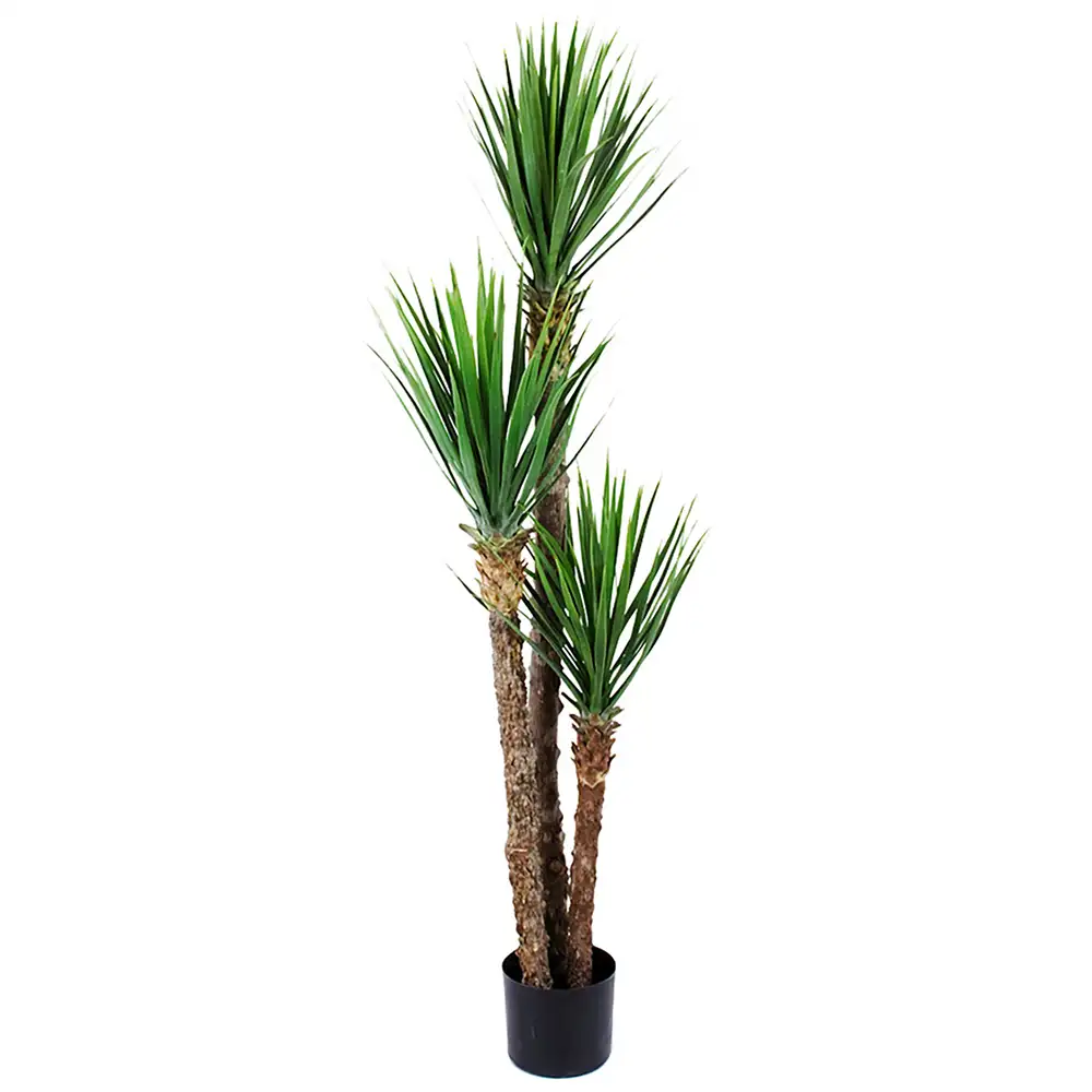Mr Plant, Yucca Rostrataträd 150 cm