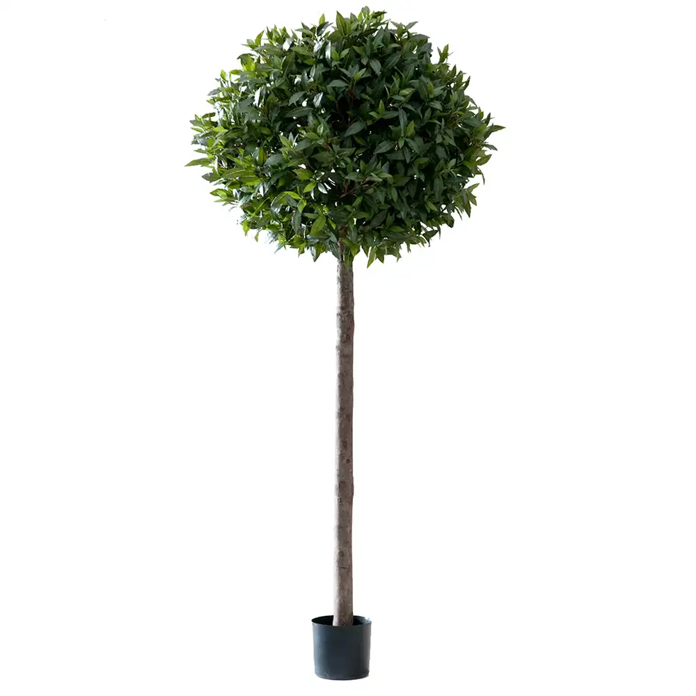 Mr Plant, Lagerträd 220 cm
