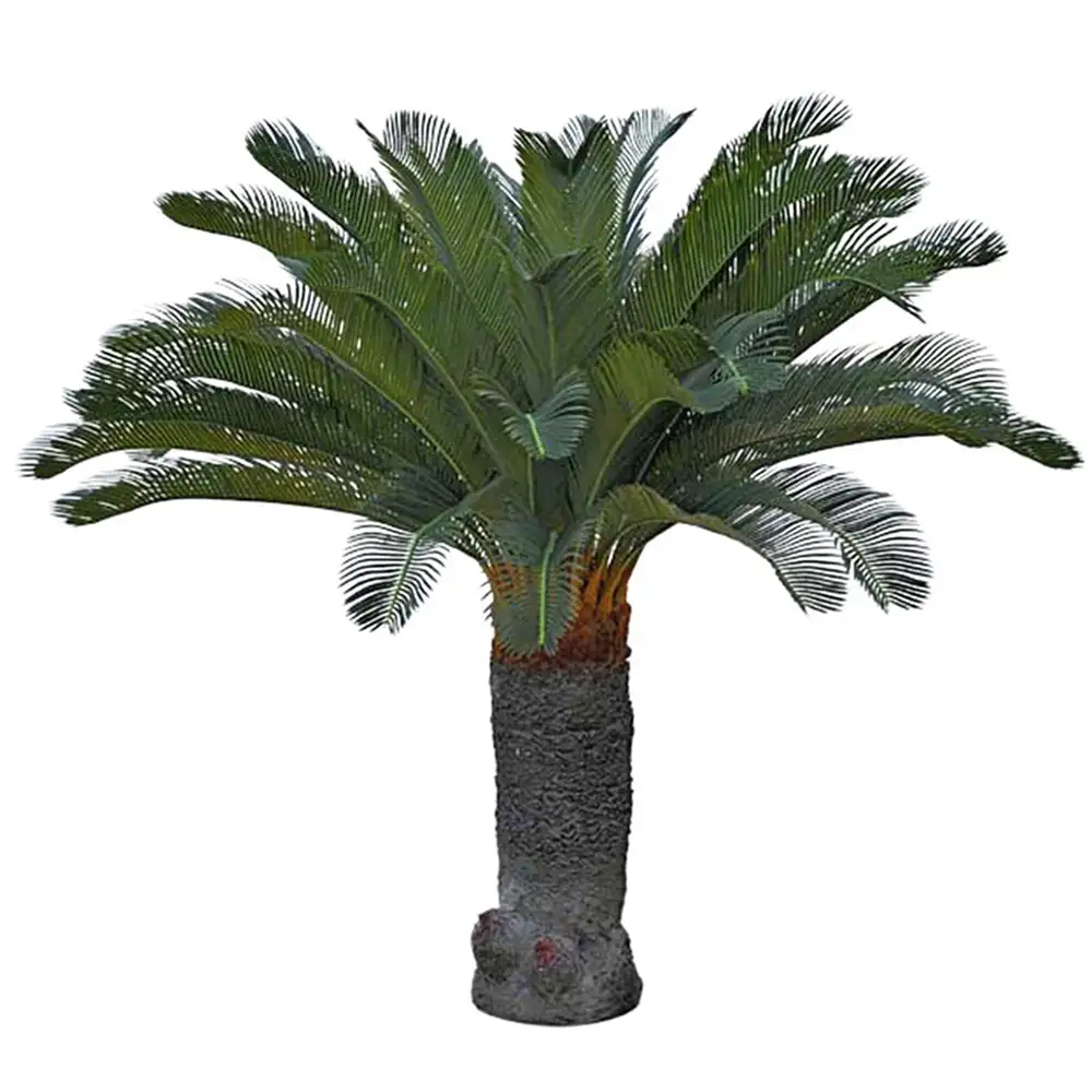 Mr Plant, Cycas Palm 100 cm