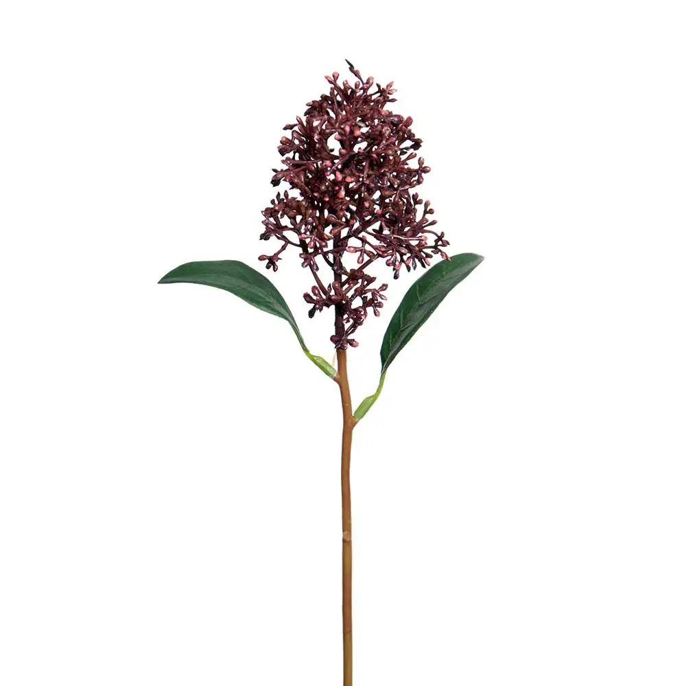 Mr Plant, Skimmia 30 cm Snittblomma