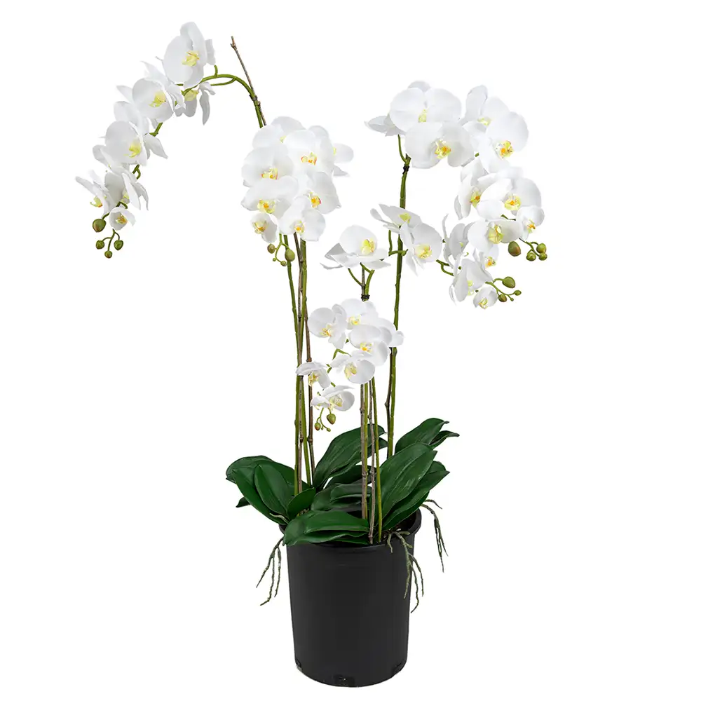 Mr Plant, Phalaenopsis Orkidée 130 cm Vit