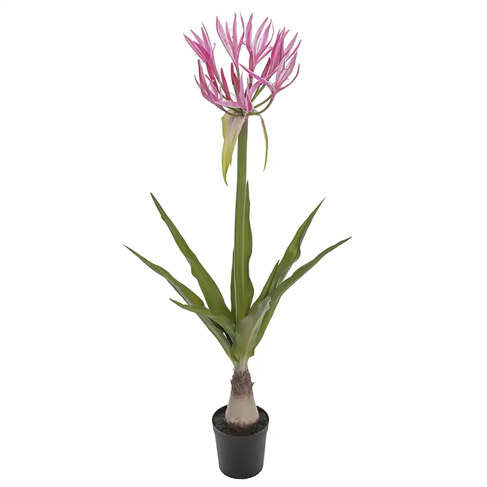 Mr Plant, Nerine Krukväxt 125 cm Rosa