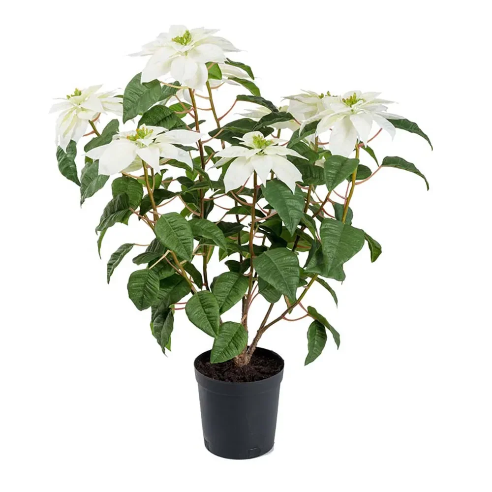 Mr Plant, Julstjärna 70 cm Vit