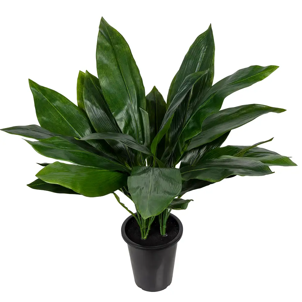 Mr Plant, Aspidistra Krukväxt 75 cm