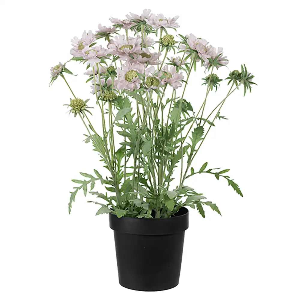 Mr Plant, Scabiosa Krukväxt 70 cm Rosa